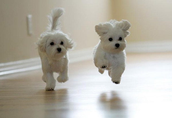 http://up.trivialbeing.org/img/cuteypuppieswoo.jpg